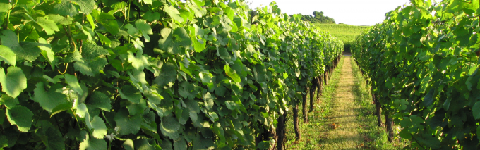 Bandeau article blog UVB (4)